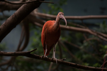 Precioso ibis escarlara sobre una rama