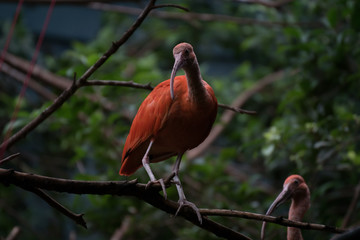 Precioso ibis escarlara sobre una rama
