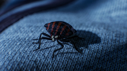Red stripe bug