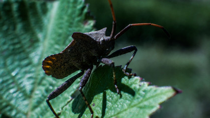 Bug