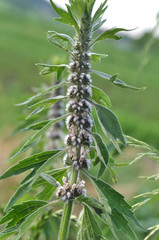 In the meadow among the herbs grow dog nettle is five-bladed (Leonurus quinquelobatus)