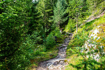path through the alpine forests of Solden