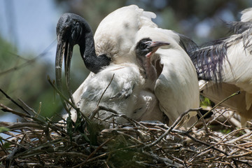 Ibis sagrado y su descendencia © Azahara