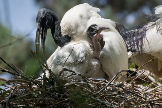 Ibis sagrado y su descendencia