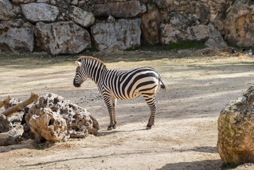 Fototapeta na wymiar Chapman's zebra, Equus quagga chapmani, plains zebra with pattern of black and white stripes