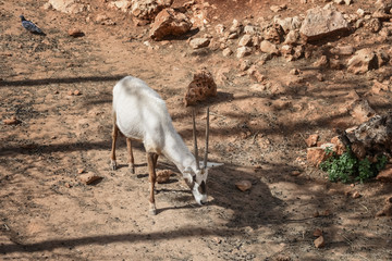 Arabian oryx. Animal and Wildlife