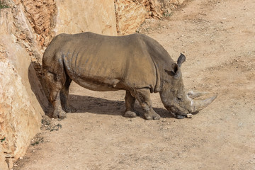 Obraz premium Rhinoceros, rhino in wildlife Portrait