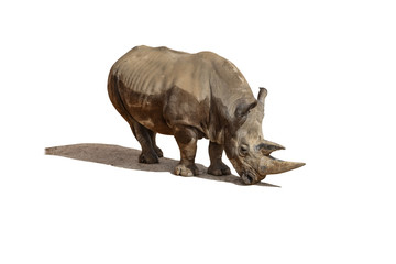 Rhinoceros, rhino Portrait Isolated with shadow