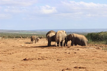 Fototapeta na wymiar gruppo di elefanti