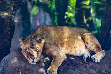 Lion on rock