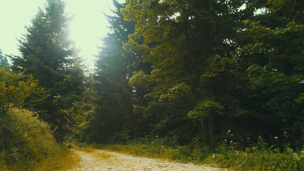 aerial forest after rain with athmosferic fog clouds and curvy country road