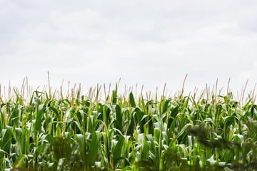 Green corn field in England