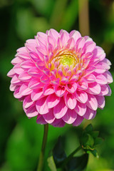 Fototapeta premium Dahlia flower