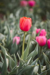Lone isolated red orange tulip in a field of pink tulips, dare to stand out, dare to be different
