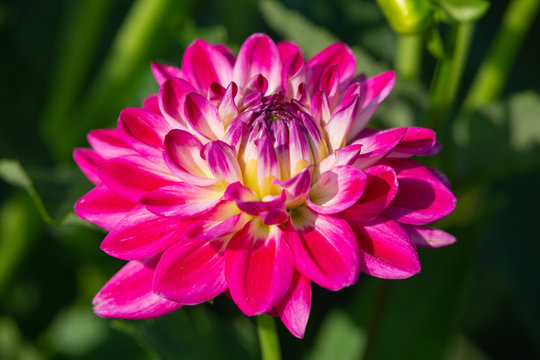 Dahlia flower