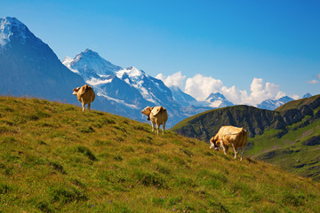 Fototapeta premium Swiss cow