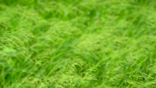 background of switch grass's field is waving in the wind