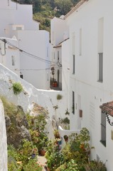 Plants in white alley in Casares, Andalusia, Spain