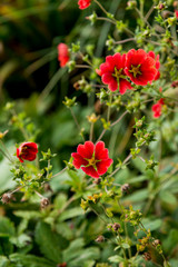 Wilde vegetations in garden