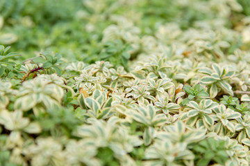 Wilde vegetations in garden