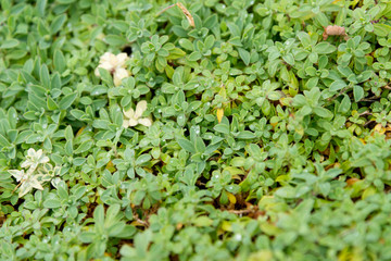 Wilde vegetations in garden