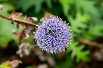 Wilde vegetations in garden