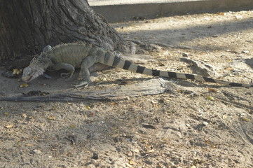 Iguana en el parque de Florida Valle Del Cauca Colombia