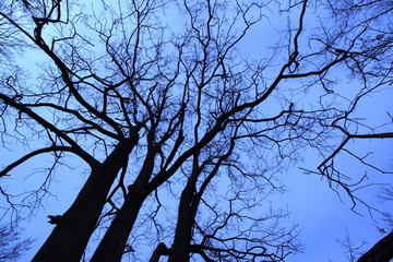 Ramificazioni nel cielo.