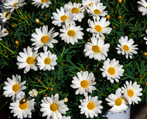 A shrub with white daisies. Baden Baden, Baden Württemberg, Germany
