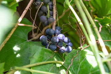 bush of dark grapes. grown without chemistry. Designed for making wine