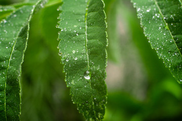 Leafs of rowan with a drop of water. Natural concept.