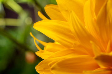 Close up of yellow flower, macro. Floral and natural background. Top view.