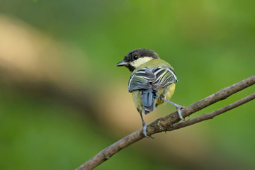 Single big tit sitting on tree branch