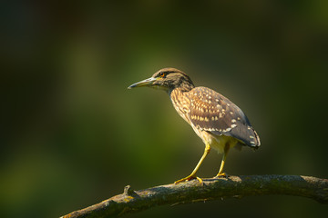 Single night heron sitting on tree branch