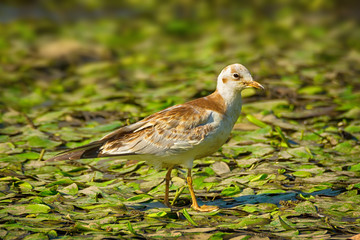 Single lake or river young gull