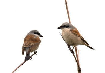 Shrikes sitting on tree branch