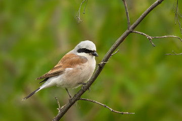 Shrike sitting on tree branch