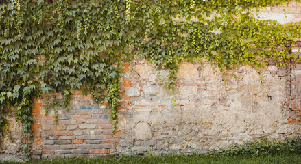 Empty brick wall with leaves. Background old brick wall with wild grapes