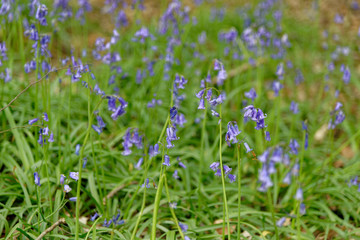 Fototapeta premium Spring bluebells flowering in an English woodland
