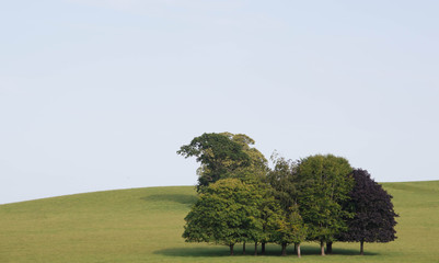 trees milnthorpe