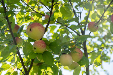 Colorful outdoor shot containing a bunch of red apples on a branch ready to be harvested