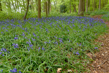 Spring bluebells flowering in an English woodland