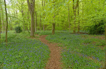 Spring bluebells flowering in an English woodland