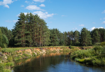 Small river flows in a pine forest - tranquil summer landscape in Tver region of Russia. Nice sunny day in August