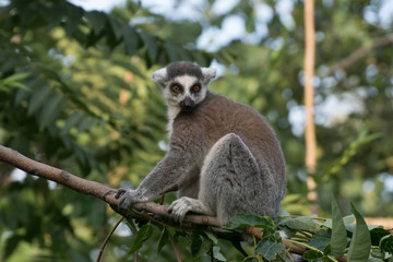 Fototapeta premium Lemur de cola anillada en la jungla de Madagascar