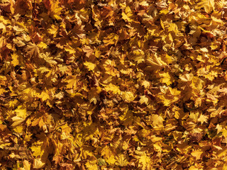 Large background panorama of autumn maple leaves. Many maple leaves are illuminated by sunlight