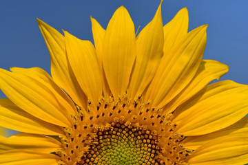 Fototapeta premium Closeup of a bright yellow blooming sunflower with pollen in summer against a blue sky