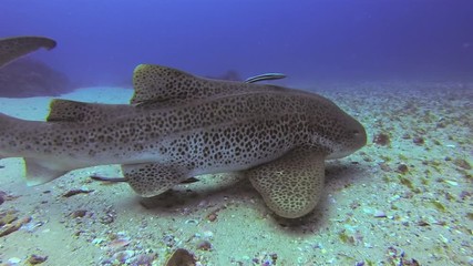 Leopard Shark Or Zebra Shark Close Up & Remoras Fish Cleaning In Calm Peaceful Blue Sea Water. Beautiful Gentle Bottom Dwelling Shark Relaxing & Swimming. Pelagic Carpet Shark Underwater Marine Life