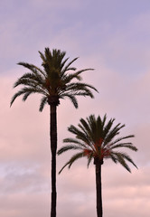 Naklejka premium background, bay, beach, colorful, green, cadiz, coconut, eden, exotic, factory, green, island, landscape, nature, ocean, pillar, outdoor, palm, park, sea, sky, summer, solids, traveling, tree, tropic,