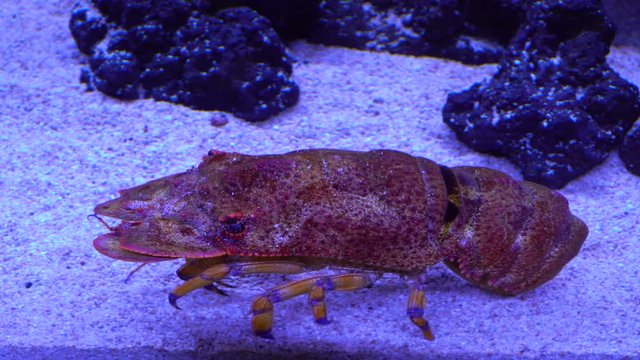 セミエビ